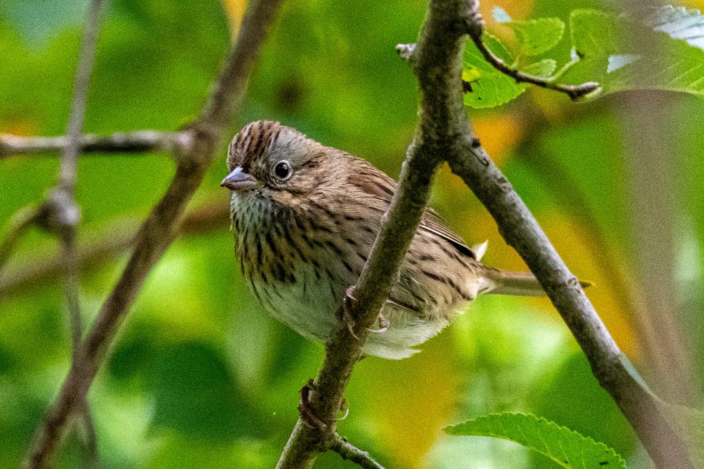 Lincoln's sparrow, Prospect Park