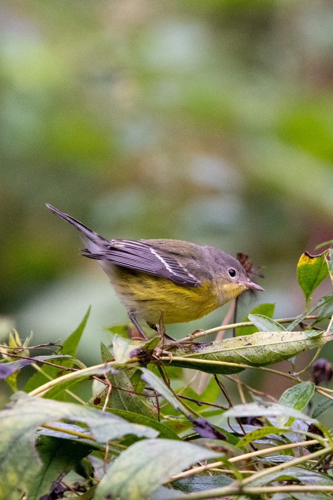 Magnolia warbler, Prospect Park