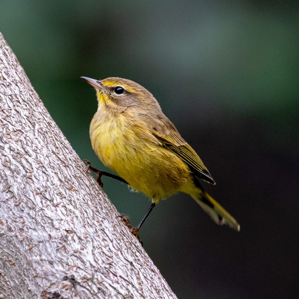 Palm warbler, Prospect Park