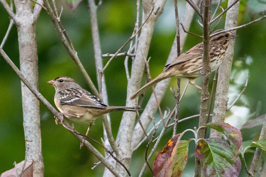 White-crowned sparrow and song sparrow, Greenwood Cemetery
