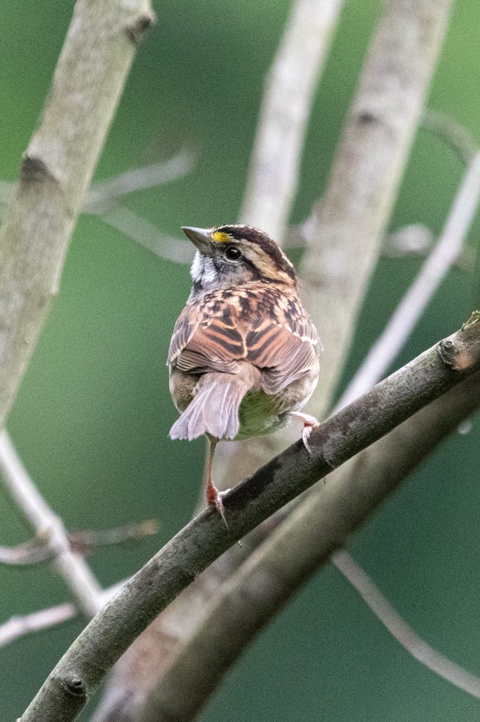 White-throated sparrow, Prospect Park