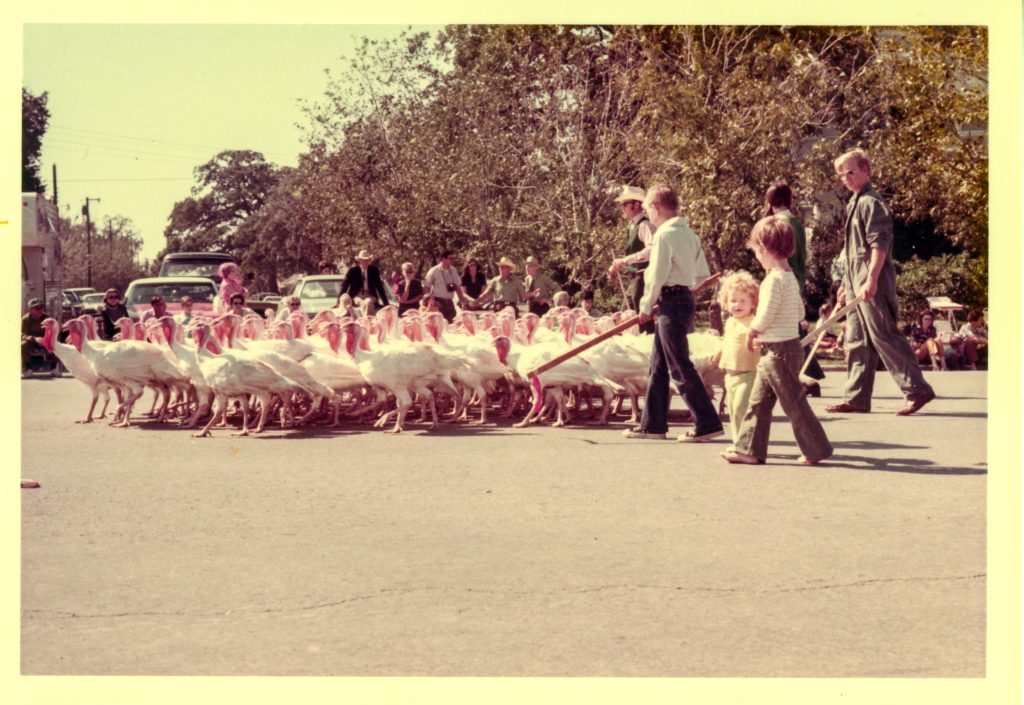 Turkeys being herded through downtown Cuero at the 1972 Turkey Trot =