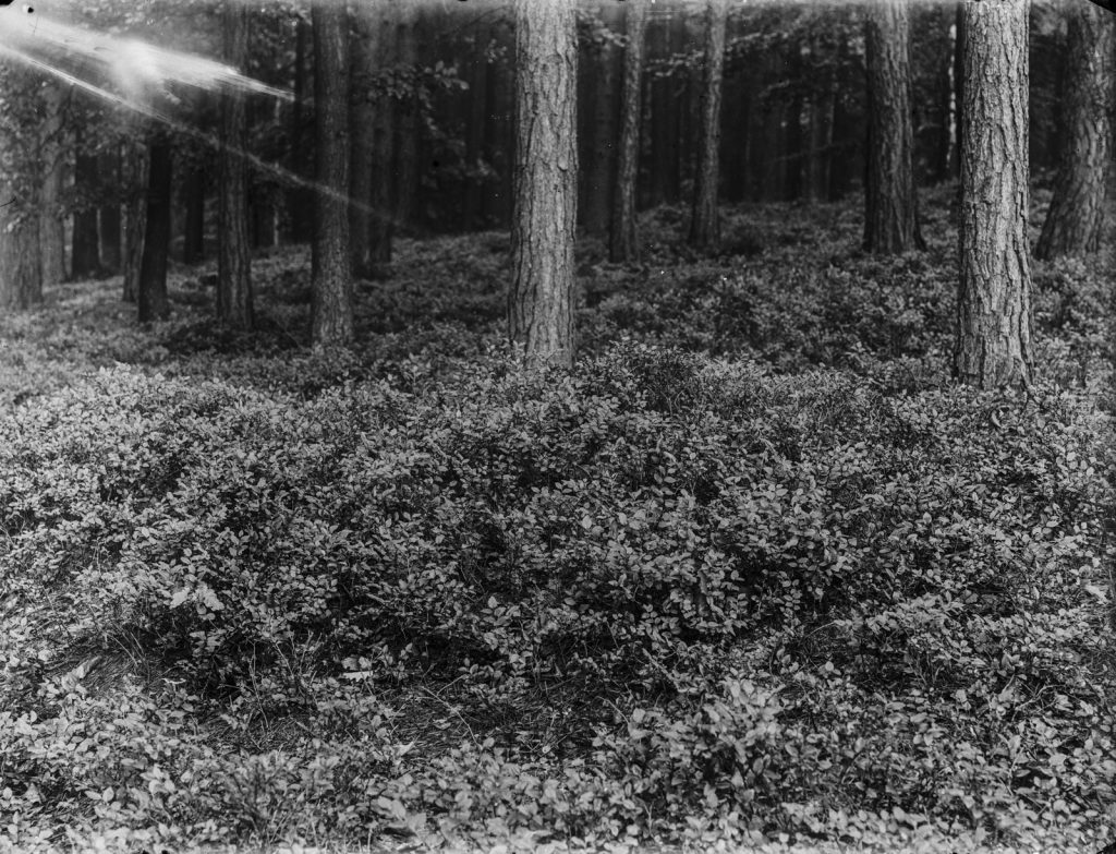 A black-and-white photograph of blueberry bushes growing in a forest